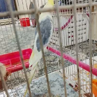 عروس هلندی