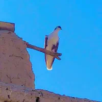 کفتر و کبوتر با دوتا جوجه معاوضه ای