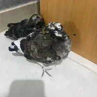 جوجه کبوتر کفتر