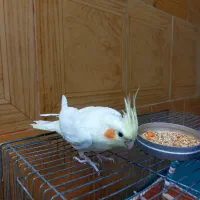 عروس هلندی زیبا بازی گوش|پرنده|اردکان, |دیوار