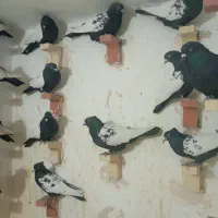 25تانرسینه سیاه|پرنده|ماهان, |دیوار