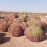 جارو محلی