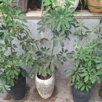 انواع گیاهان با پایین ترین قیمت قم هدیه روز مادر|گل و گیاه طبیعی|قنوات, |دیوار