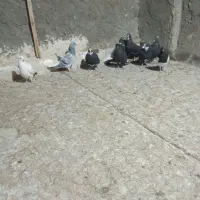 کفتر|پرنده|زرند, |دیوار