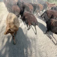 گوسفند