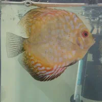 ماهی دیسکس|ماهی|تهران, پاسداران|دیوار