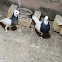 کفتر