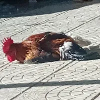 گندم جو خوراک دام