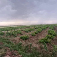 باغ انگور نیم هکتاری بیدانه سفید و قرمز و اتاقک|فروش دفتر صنعتی، کشاورزی، تجاری|محمدشهر, کوی بهار|دیوار