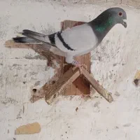 کبوتر جوجه پلاکی|پرنده|باوی, |دیوار