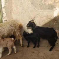 بزبزغاله|حیوانات مزرعه|کرمانشاه, |دیوار