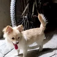 سگ پامر|سگ|بوشهر, |دیوار