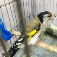 سهره عتیقه|پرنده|پاکدشت, حصار امیر|دیوار