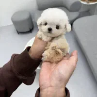 مالتیز عروسکی|سگ|تهران, جنتآباد مرکزی|دیوار