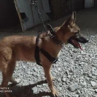 سگ ژرمن شپرد مالینیوز