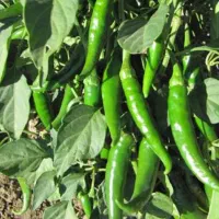 فلفل|خوردنی و آشامیدنی|ماکو, |دیوار