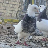 طوقی هفت رنگ|پرنده|بافق, |دیوار