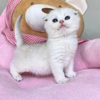 دنیای گربه های اصیل ( پرشین بریتیش اسکاتیش )|گربه|بندرعباس, |دیوار