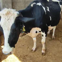 دوگاو ویه گوساله ماده اصلی