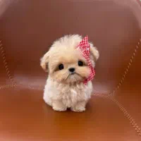 توله سگ جیبی مالتیز