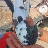 کفتر