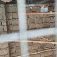 کوتوله ابی کاربنی یقه سفید|پرنده|سراوان, |دیوار