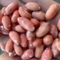 بادام زمینی گلی مغان درتهران