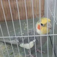 فروش عروس هلندی