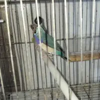 فروش دو جفت فنچ گلدین ابی خوش ذات 11 ماهه