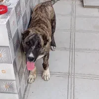 توله سگ دوماهه|سگ|کاشمر, |دیوار