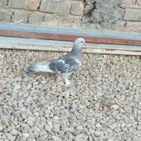 کفتر ترکیه ای|پرنده|شیراز, چشمه سید صفری|دیوار