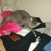 واگذاری|گربه|بندرعباس, |دیوار