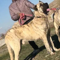 گمشده|حیوانات|ارومیه, |دیوار