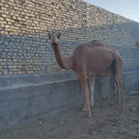 شترارام برای پروار|حیوانات مزرعه|ندوشن, |دیوار