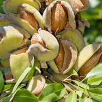 نهال تضمینی و شناسه دار|خدمات باغبانی و درختکاری|تبریز, |دیوار