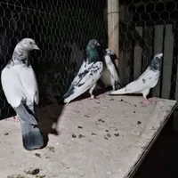 کبوتر جوجه تیدی پاکستانی|پرنده|شاهین‌شهر, طالقانی|دیوار