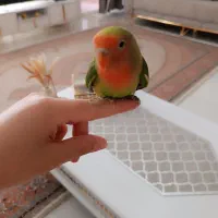 طوطی برزیلی