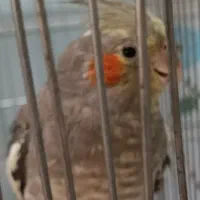 عروس هلندی سینامون ماده خال دار|پرنده|تاکستان, |دیوار