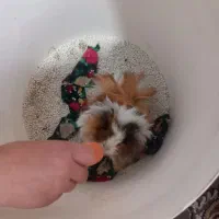 خوکچه هندی نر