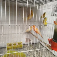 قناری ماده|پرنده|رفسنجان, |دیوار