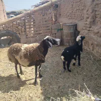 یک راس میش دورگ زائده بابره نر