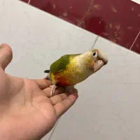 طوطی گرینجگ کاملا اهلی و دستی هس