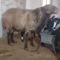قوچ هترو ۴ ساله به ضمانت