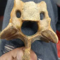 کرگدن پشمالو به عبارت دیگه خوزه پرز