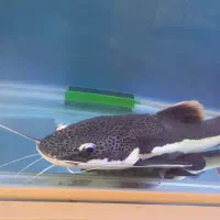 ماهی آکواریوم رِد تِیل