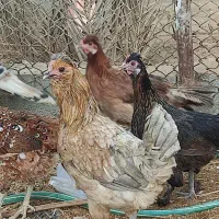 مرغ محلی|حیوانات مزرعه|لامرد, |دیوار