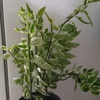 کادو روز مادر و زن