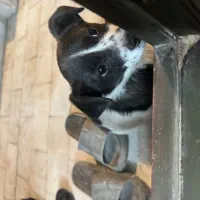 واگذاری سگ پا کوتاه