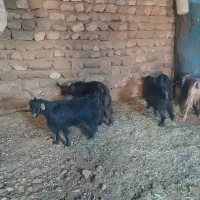بز چاق|حیوانات مزرعه|خرمآباد, |دیوار