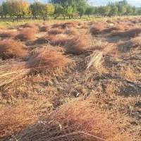 خریدار جارو